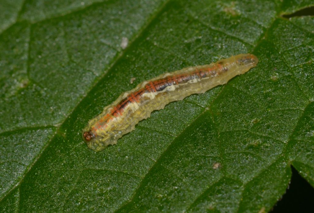 Larva da id.